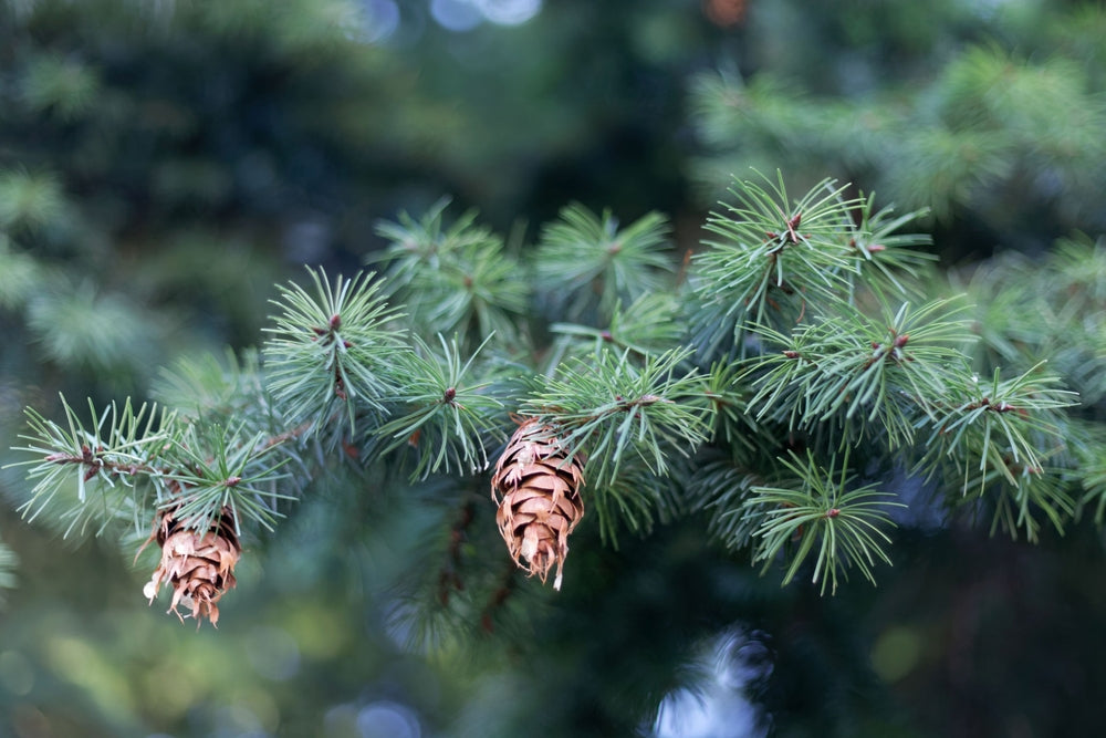 Close up shot of an evergreen and pine cones.