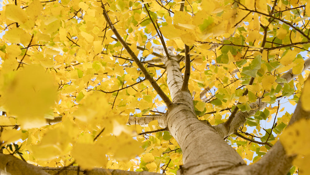 Vibrant yellow fall foliage