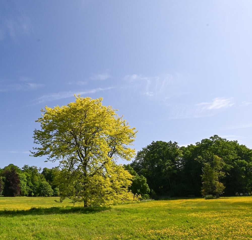 Fast growing species stands alone in front of a more dense tree line.