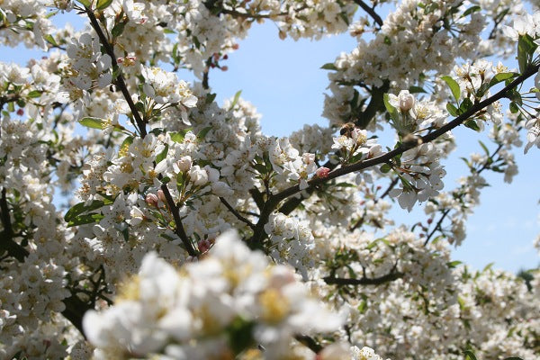 White flowering tree with sky behind it.