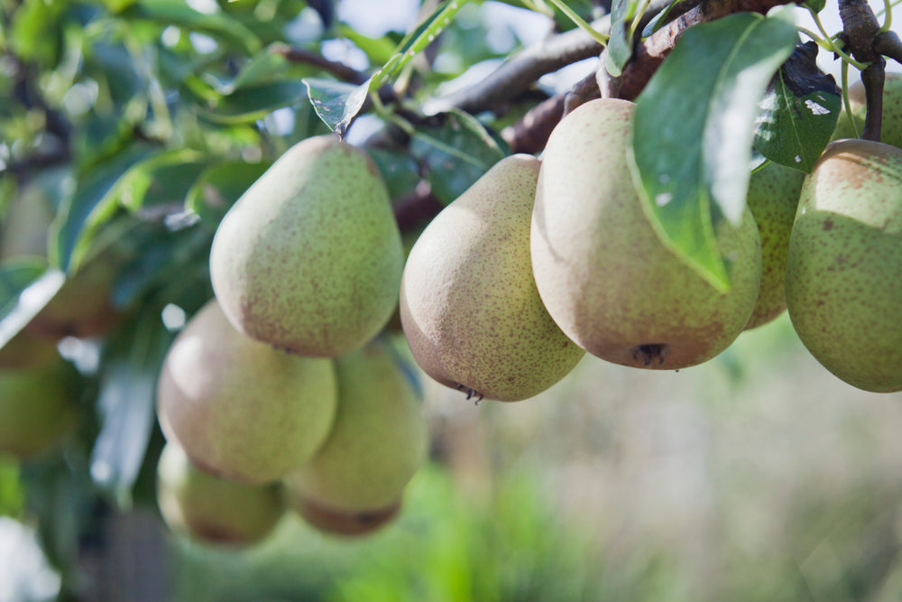 Pears growing off a fruit tree branch.