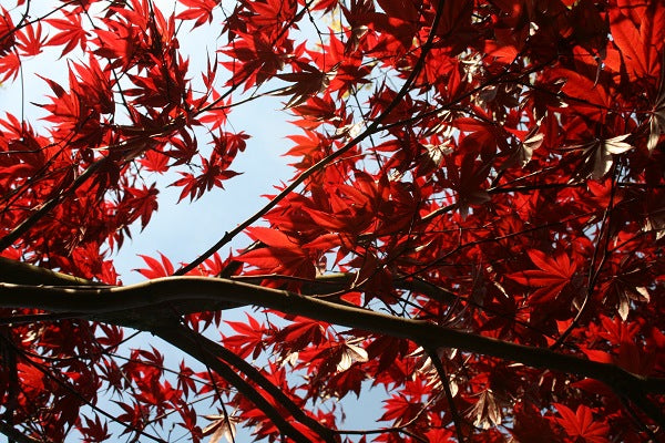 Japanese Maple tree and it's vibrant leaves with sun and sky behind the branches.
