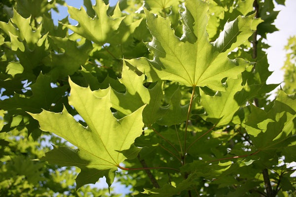 Maple tree leaves with sun coming through.