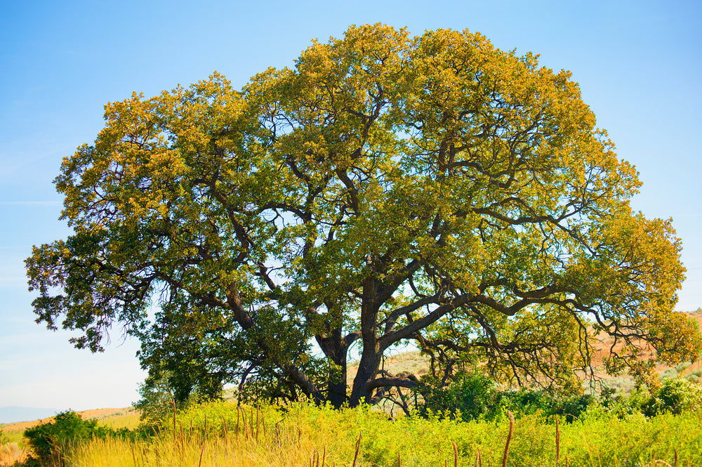 Native tree to Utah on hillside