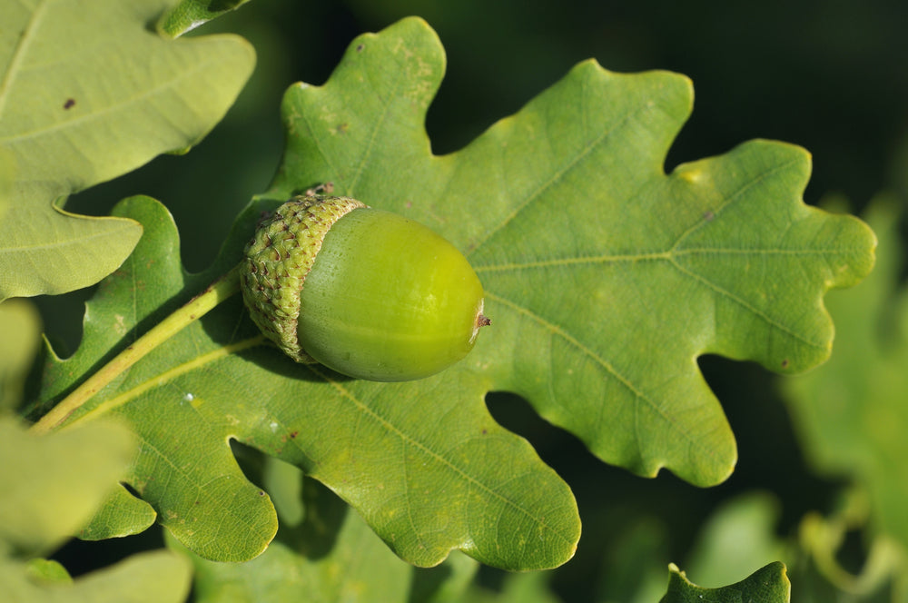 Oak tree leaves with a green acorn resting on top.
