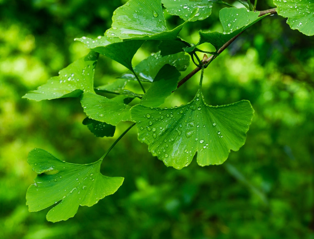 Gingko tree leaves close up.