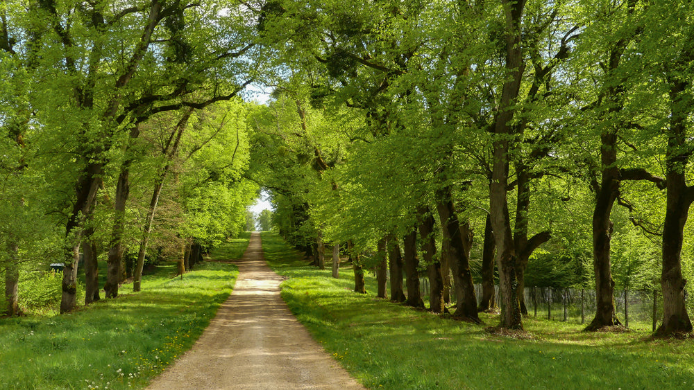 Dirt road lined with mature shade trees.