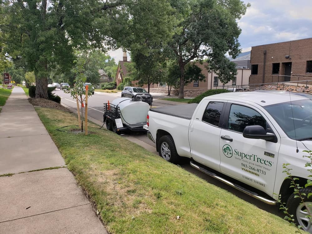 SuperTrees Colorado providing tree maintenance and care after planting.