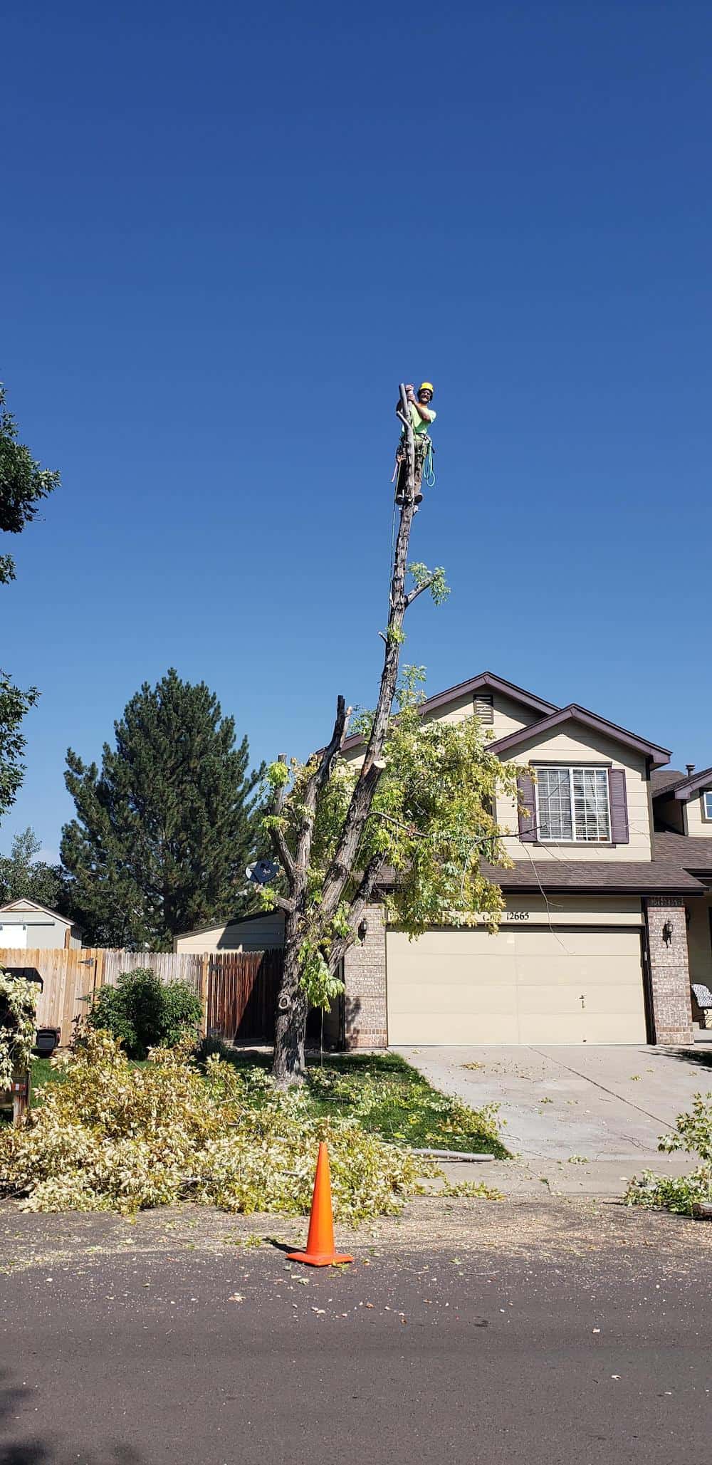SuperTrees Colorado team member Patrick removing tree crown as part of tree removal process.