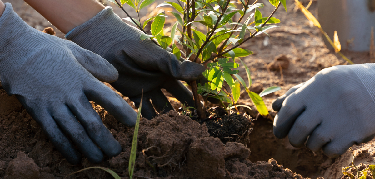 Gloved hands planting a sapling in soil at a SuperTrees nursery.