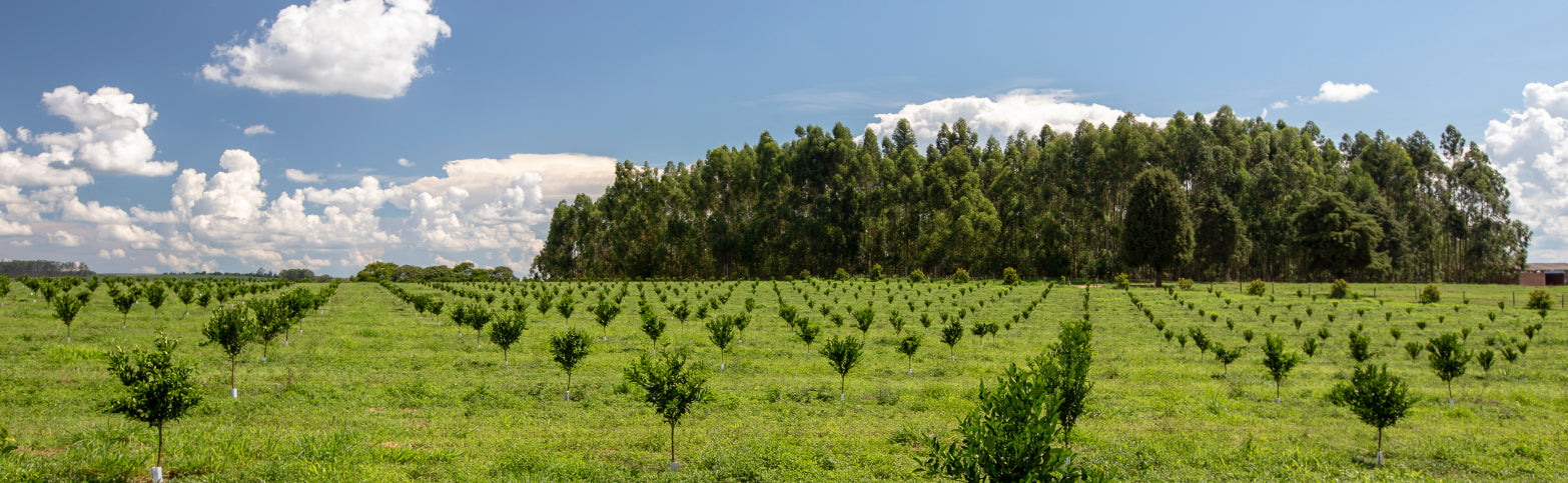 Panoramic shot of SuperTrees nursery with saplings in the stretching out into the distance.