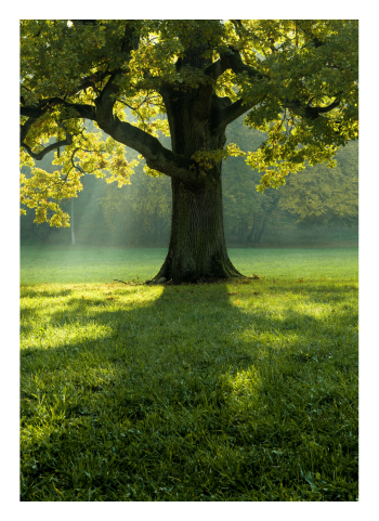 Mature tree providing shade while sunlight hits its leaves.