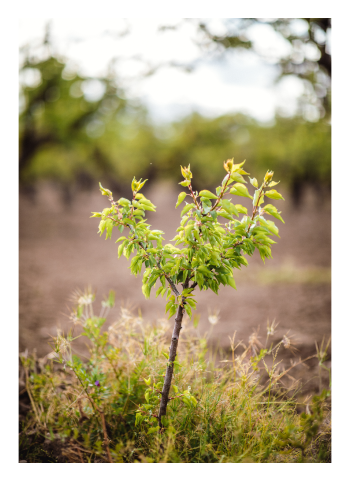 Tree sapling in SuperTrees nursery.
