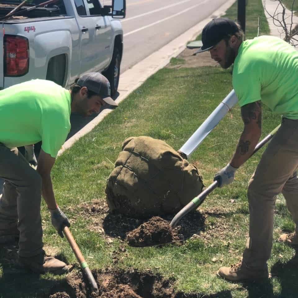 SuperTrees Team members digging as they prepare to plant a tree- part of their tree services.