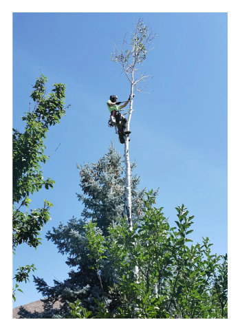 SuperTrees team member rigged in at top of very tall tree.
