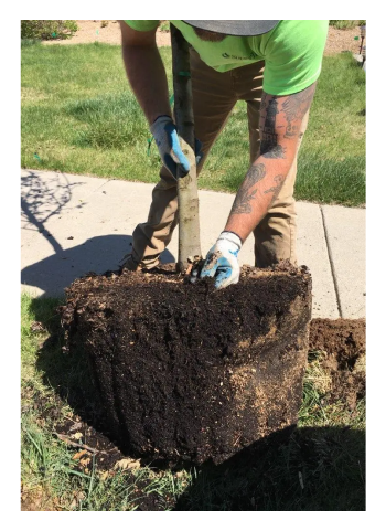 SuperTrees team member providing  tree planting services.