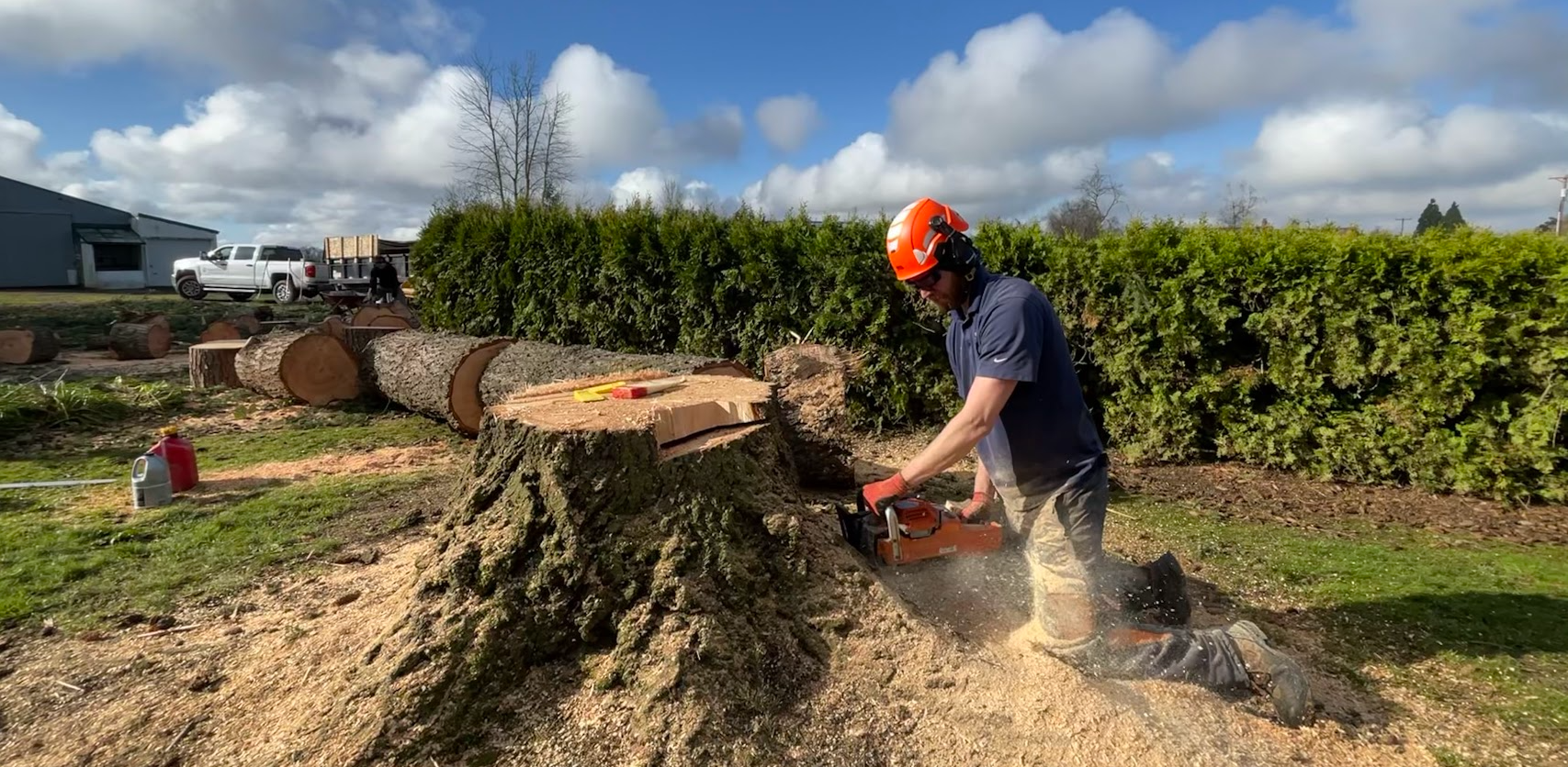 SuperTrees team providing tree services -- man in picture use chainsaw on tree removal prior to stump grinding.