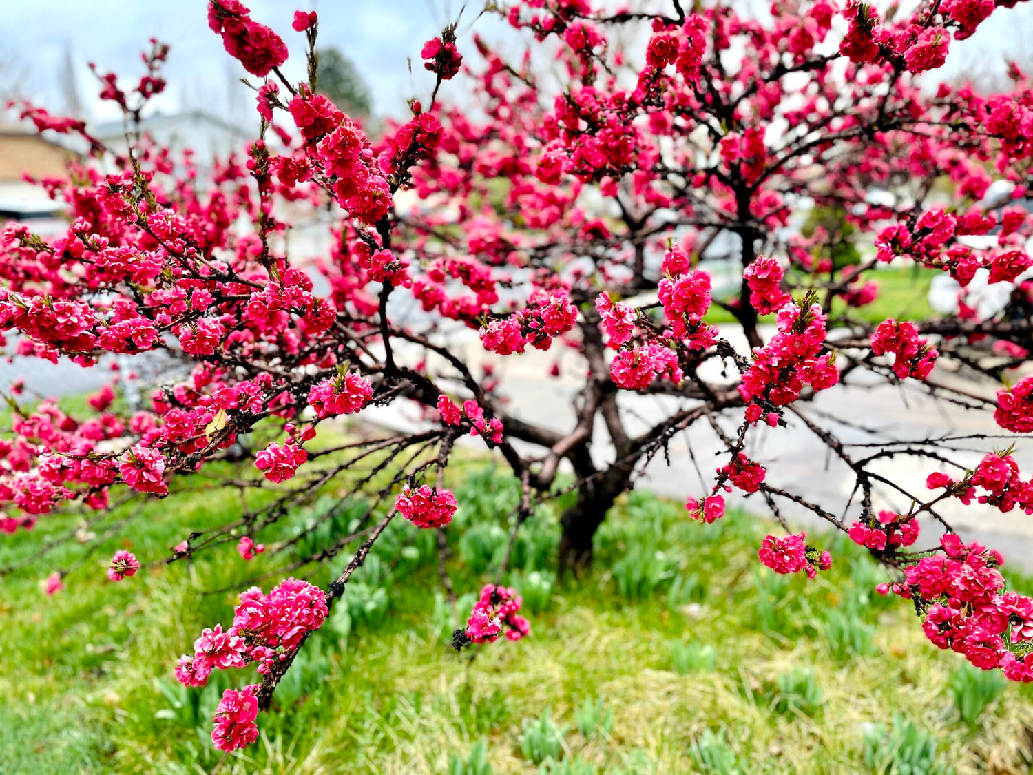 Pink flowering tree provides beauty.