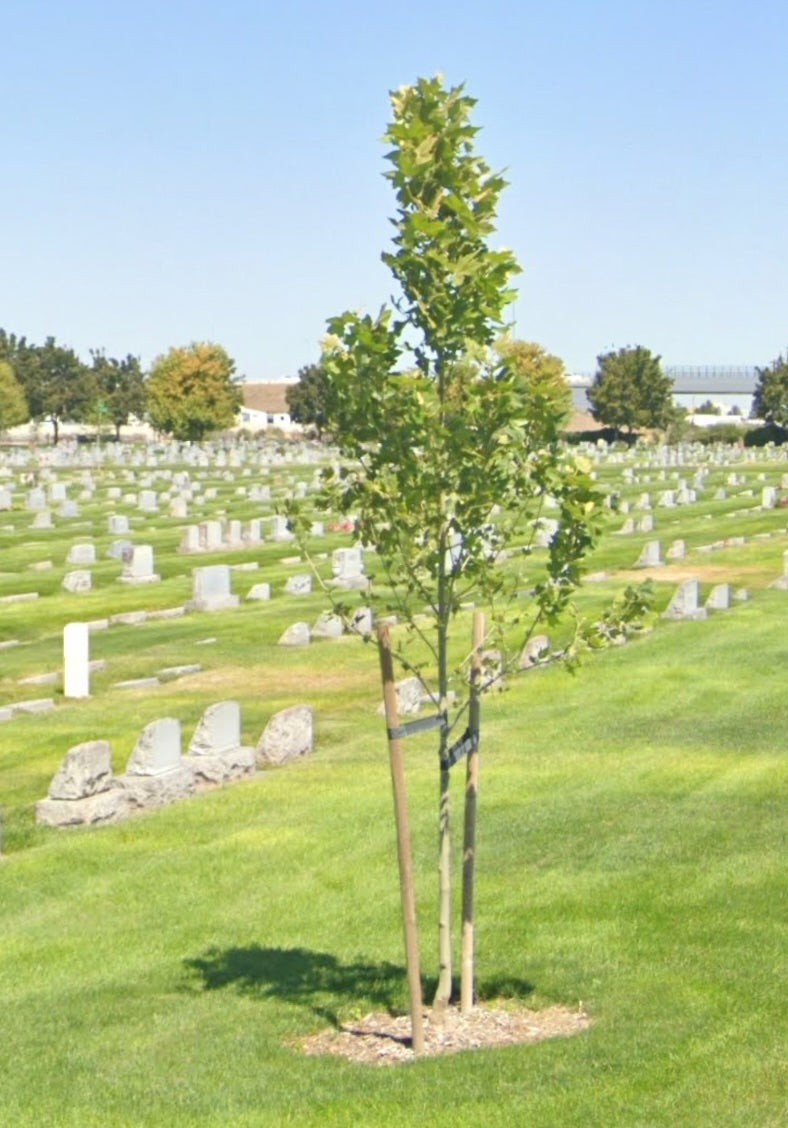 Tree Services | Certified Arborist Services | SuperTrees