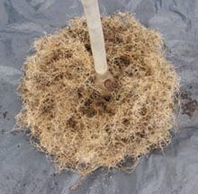 SuperTrees Nursery - SuperTree Air-pot Fibrous Root Structure