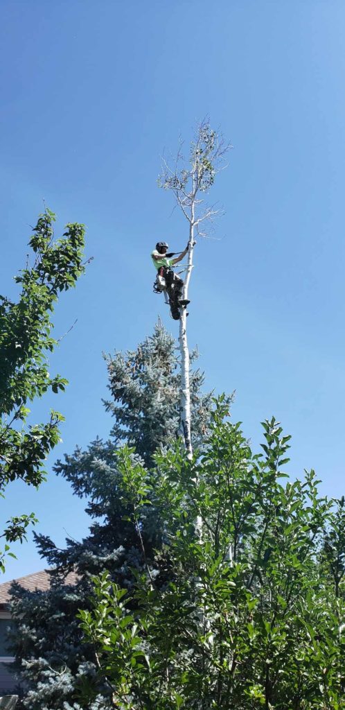 SuperTrees Colorado - Aspen Tree Removal