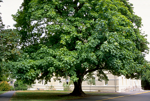 SuperTrees Nursery - Bigleaf Maple - Acer macrophyllum - street tree
