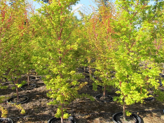 SuperTrees Nursery - Coral Bark Japanese Maple - Acer palmatum 'Sango kaku' - foliage