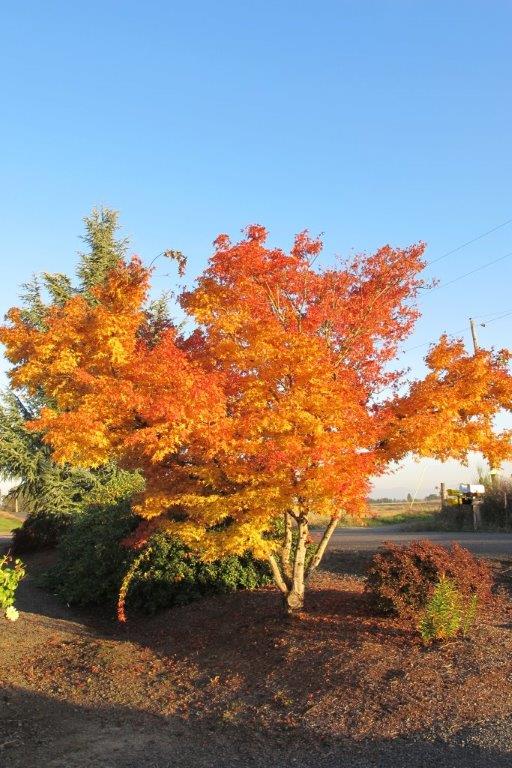 SuperTrees Nursery - Coral Bark Japanese Maple - Acer palmatum 'Sango kaku' - tree