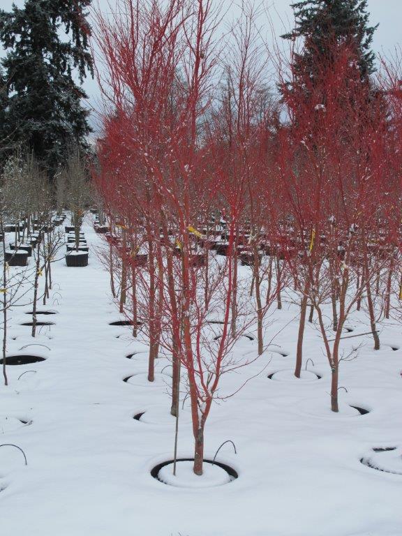 SuperTrees Nursery - Coral Bark Japanese Maple - Acer palmatum 'Sango kaku' - winter