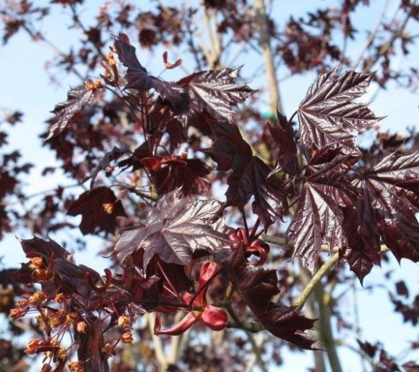 SuperTrees Nursery - Crimson King Norway Maple - Acer platanoides 'Crimson King' - foliage2
