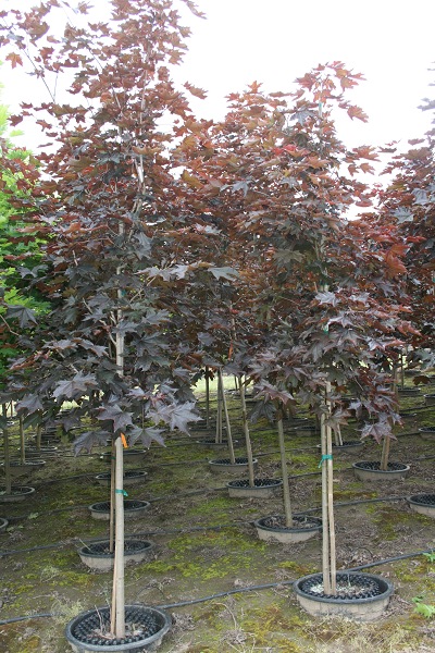 SuperTrees Nursery - Crimson Sentry Norway Maple - Acer platanoides 'Crimson Sentry' - foliage - #15