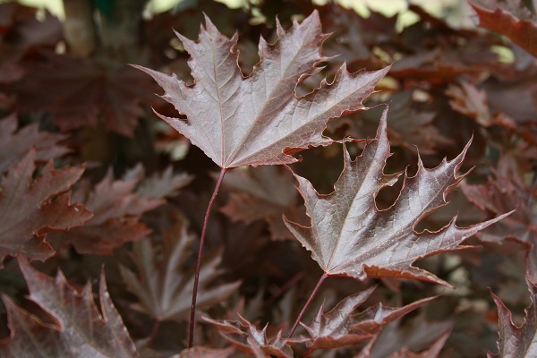 SuperTrees Nursery - Crimson Sentry Norway Maple - Acer platanoides 'Crimson Sentry' - foliage