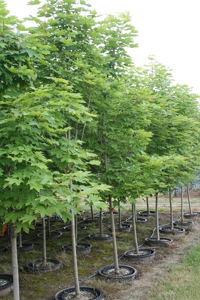 SuperTrees Nursery - Emerald Queen Norway Maple - Acer platanoides 'Emerald Queen' - #15