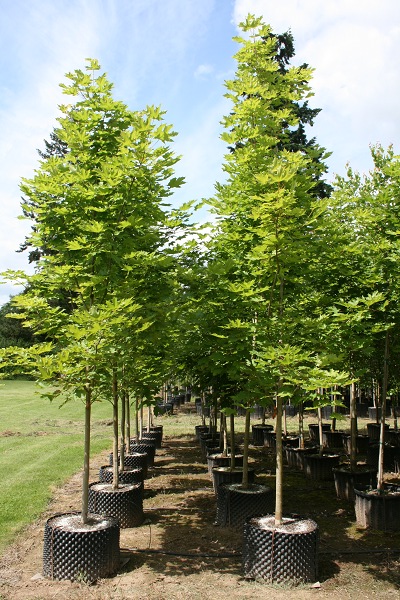 SuperTrees Nursery - Emerald Queen Norway Maple - Acer platanoides 'Emerald Queen' - #25