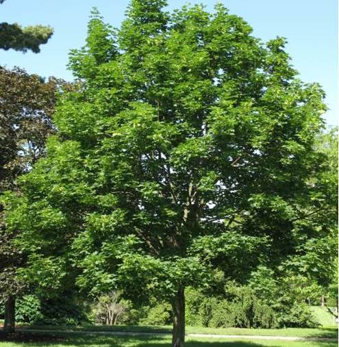 SuperTrees Nursery - Emerald Queen Norway Maple - Acer platanoides 'Emerald Queen' - city tree