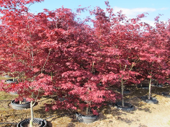 SuperTrees Nursery - Emperor 1 Japanese Maple - Acer palmatum 'Emperor 1' - #15