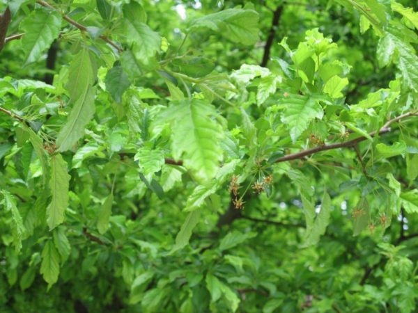 SuperTrees Nursery - Flame Amur Maple tree form - Acer ginnala 'Flame' tree form - green foliage