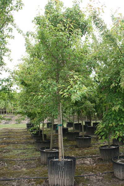 SuperTrees Nursery - Flame Amur Maple tree form - Acer ginnala 'Flame' tree form - green #25