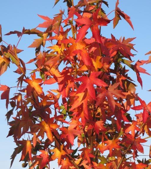 SuperTrees Nursery - John Pair Maple - Acer saccharum 'John Pair' - foliage