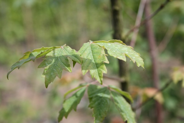 SuperTrees Nursery - Paperbark Maple - Acer griseum - foliage