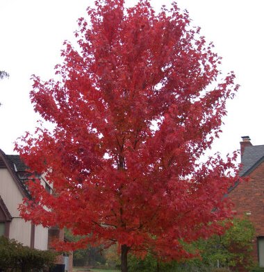 SuperTrees Nursery - Red Sunset® Maple - Acer rubrum 'Franksred' - city tree