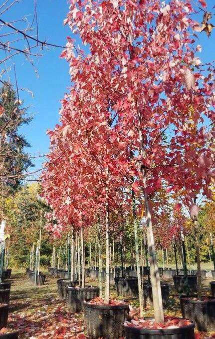 SuperTrees Nursery - Red Sunset® Maple - Acer rubrum 'Franksred' - fall color
