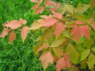 SuperTrees Nursery - Sensation Boxelder Maple - Acer negundo 'Sensation' - Foliage