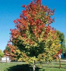SuperTrees Nursery - Sensation Boxelder Maple - Acer negundo 'Sensation' - Tree