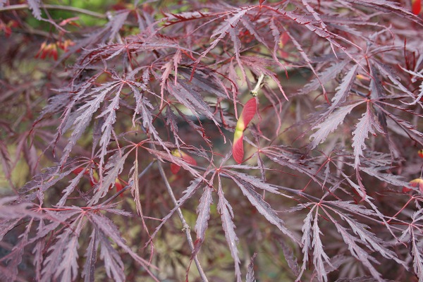 SuperTrees Nursery - Tamukeyama Japanese Maple - Acer palmatum dissectum 'Tamukeyama' - foliage