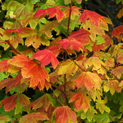 SuperTrees Nursery - Vine Maple - Acer circinatum - fall foliage
