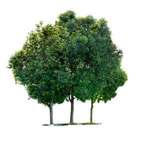 SuperTrees Utah - Tree Services - Trees and Tree Inventories